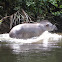 South American Tapir