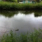 Mallard Duck