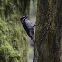 Hairy Woodpecker