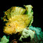 Leaf Fish