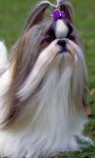 How to install Shih Tzu Wallpapers patch 1.0 apk for laptop