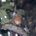 Pygmy Marmoset
