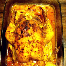 Moroccan Bird