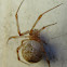 House Spider