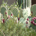 Prickly pear cactus