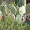Prickly pear cactus