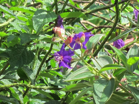 Spotting Image 1