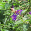 purple flowers
