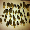 Morel