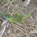 Ramarro orientale