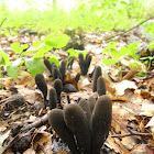 Dead Man's Fingers/Houtknotszwam