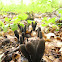 Dead Man's Fingers/Houtknotszwam