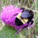 American bumblebee