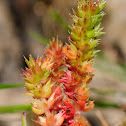 Mossy stonecrop