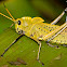 Lubber Grasshopper