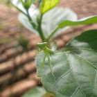 Green Praying Mantis