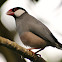Java Sparrow