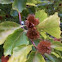 Fagus