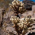 Cholla Cactus