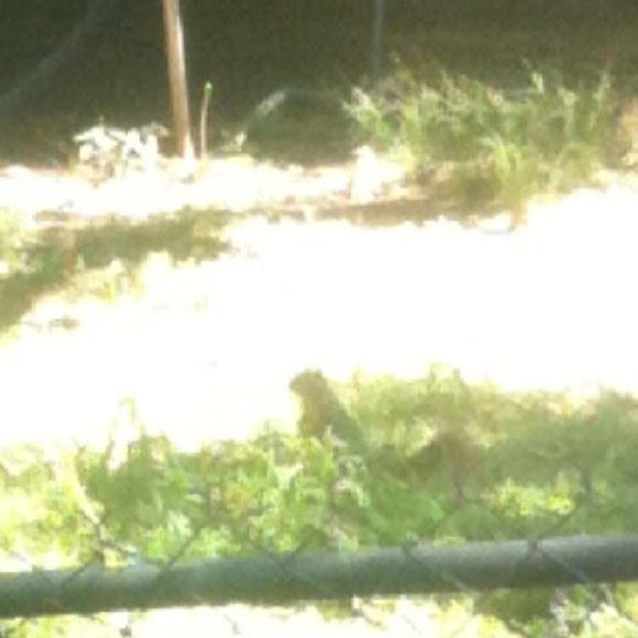 Spotting Image 1