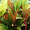 Garden Croton
