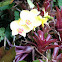 Yellow Orchid