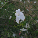 Jasmine