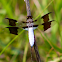 Common Whitetail (male)