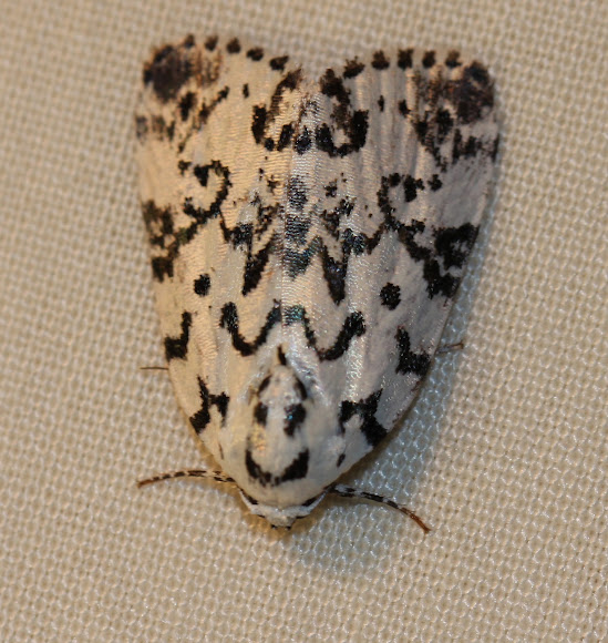 Spotting Image 1