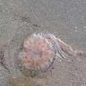 Jellyfish