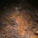 Brachiopod Fossil