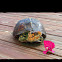 Eastern Box Turtle