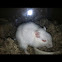 Gerbil