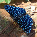 Velutina Cracker