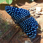 Velutina Cracker