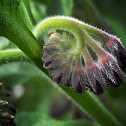 Comfrey