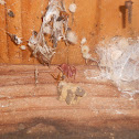 Cricket