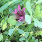 Lamium purpureum / Piros árvacsalán