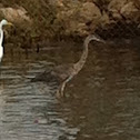 Great Blue Heron (immature)