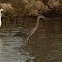 Great Blue Heron (immature)