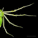 green lynx spider