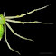 green lynx spider