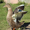 Brazilian teal