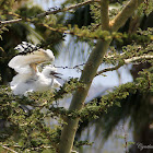 (Juvenile) Western Cattle Egret