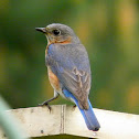 Eastern Bluebird