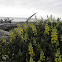 yellow lupine