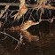 Dwarf Caiman