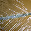 Phylum Annelida