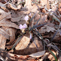 Spring Beauty