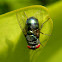 blowfly/bottle fly